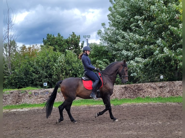 Andalou Croisé Hongre 10 Ans 159 cm Bai brun in Karlshuld