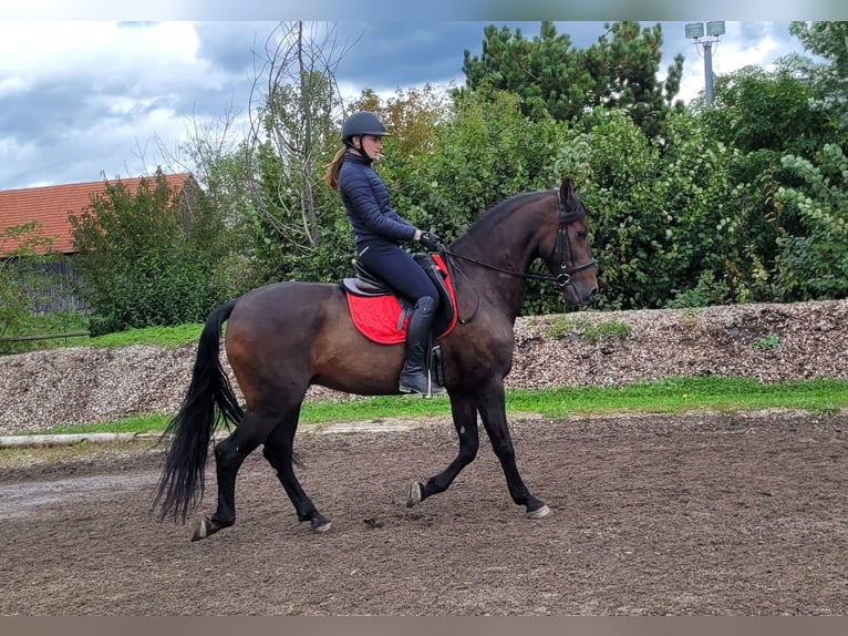 Andalou Croisé Hongre 10 Ans 159 cm Bai brun in Karlshuld