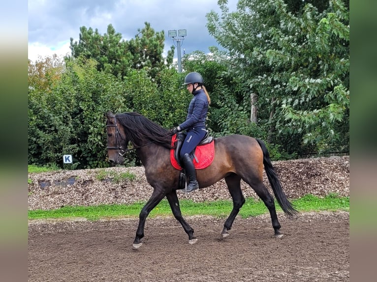 Andalou Croisé Hongre 10 Ans 159 cm Bai brun in Karlshuld