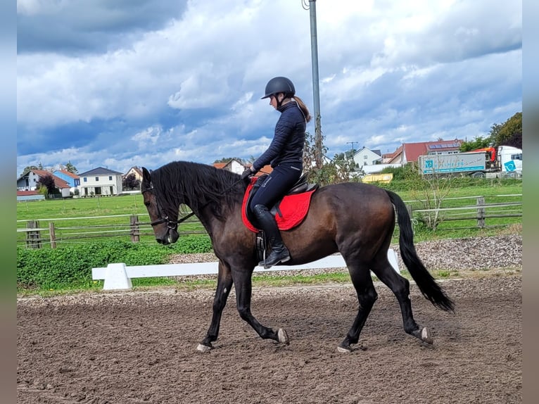 Andalou Croisé Hongre 10 Ans 159 cm Bai brun in Karlshuld