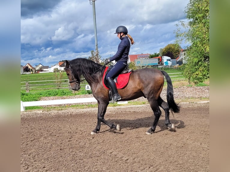 Andalou Croisé Hongre 10 Ans 159 cm Bai brun in Karlshuld