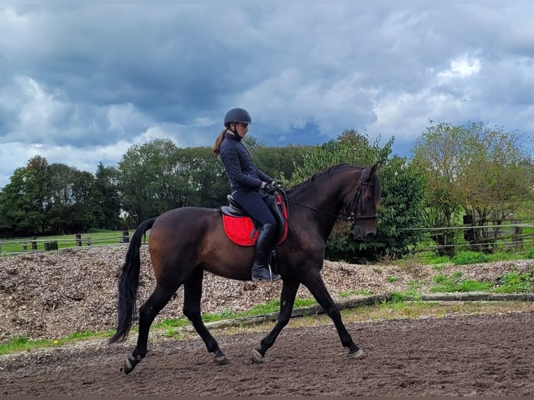 Andalou Croisé Hongre 10 Ans 159 cm Bai brun in Karlshuld