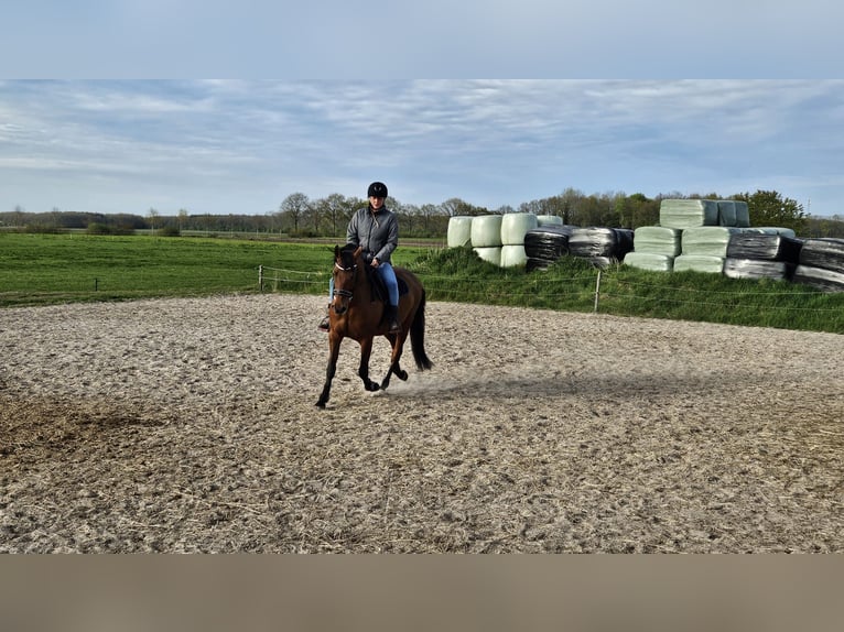 Andalou Hongre 10 Ans 160 cm Bai in Oosterwolde