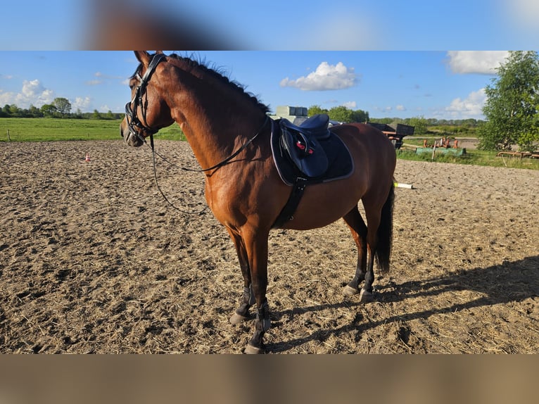 Andalou Hongre 10 Ans 160 cm Bai in Oosterwolde