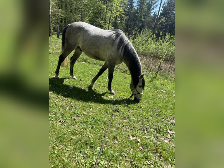 Andalou Hongre 10 Ans 160 cm Gris pommelé in Wertingen