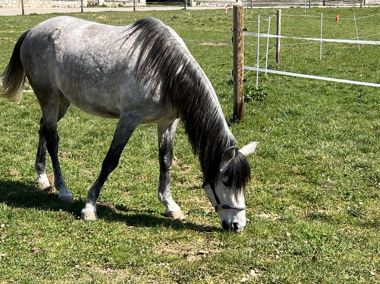Andalou Hongre 10 Ans 160 cm Gris pommelé in Wertingen