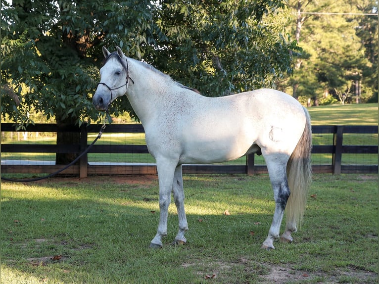 Andalou Hongre 10 Ans 163 cm Gris pommelé in Thomson