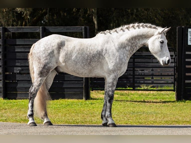 Andalou Hongre 10 Ans 165 cm Gris pommelé in Ocala FL