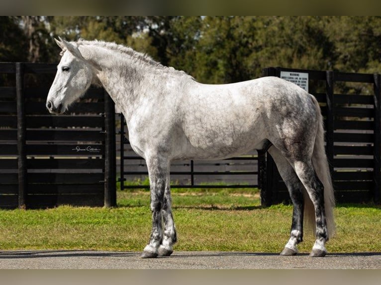 Andalou Hongre 10 Ans 165 cm Gris pommelé in Ocala FL