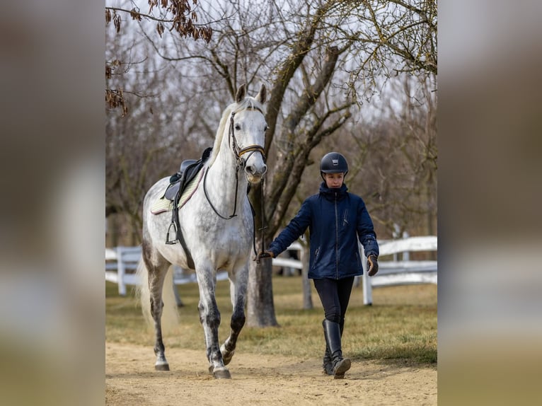 Andalou Croisé Hongre 10 Ans 167 cm Gris in Gy&#x151;rszemere