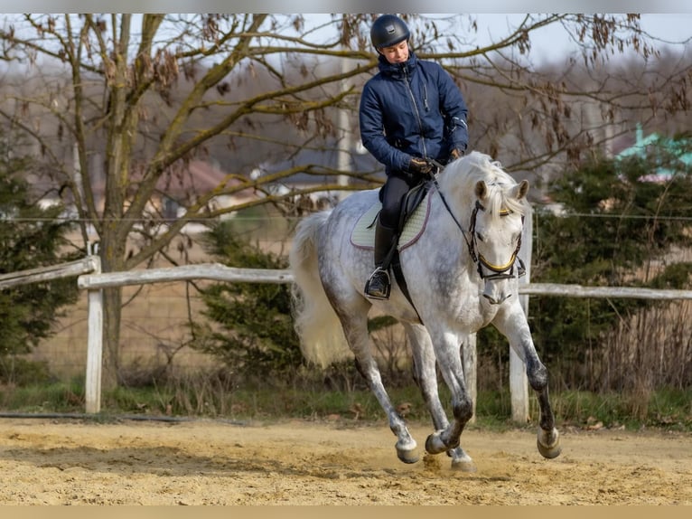 Andalou Croisé Hongre 10 Ans 167 cm Gris in Gy&#x151;rszemere