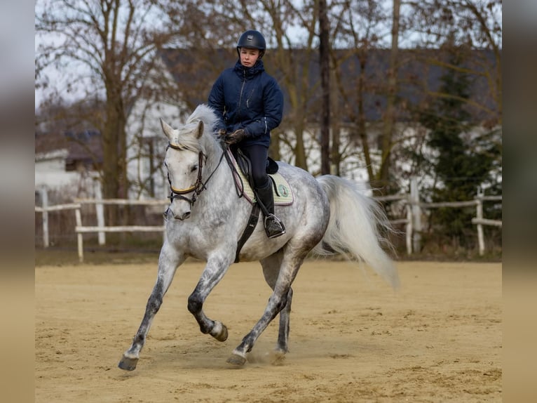 Andalou Croisé Hongre 10 Ans 167 cm Gris in Gy&#x151;rszemere