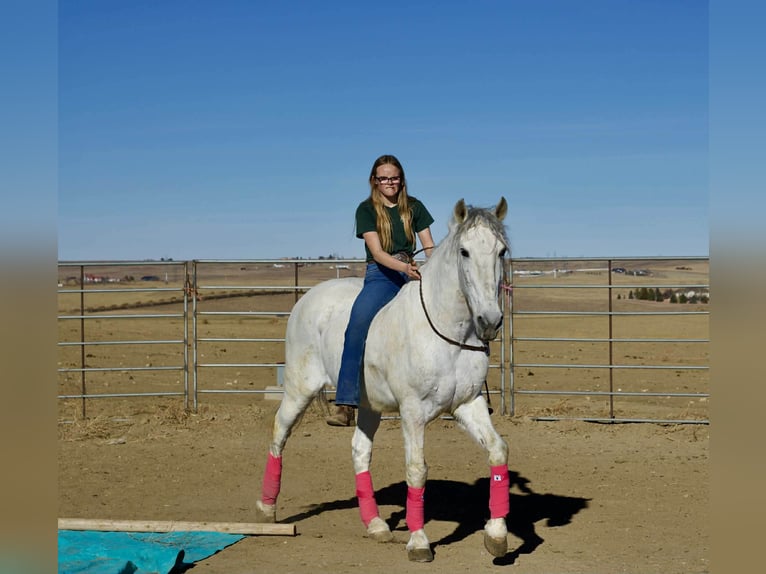 Andalou Hongre 10 Ans 168 cm Gris in Fort Collins