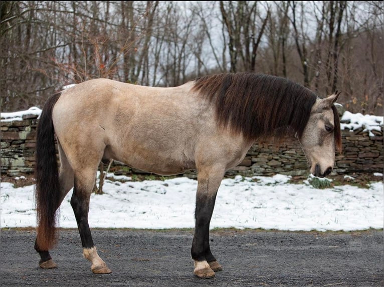 Andalou Hongre 11 Ans 147 cm Buckskin in everette PA