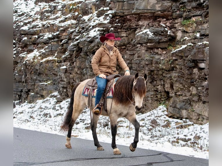 Andalou Hongre 11 Ans 147 cm Buckskin in everette PA