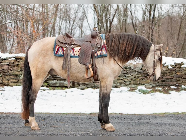 Andalou Hongre 11 Ans 147 cm Buckskin in everette PA