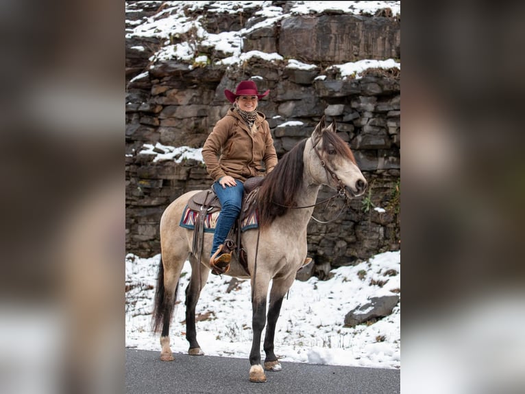 Andalou Hongre 11 Ans 147 cm Buckskin in everette PA