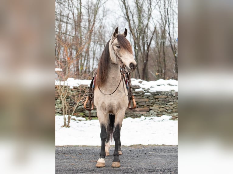 Andalou Hongre 11 Ans 147 cm Buckskin in everette PA