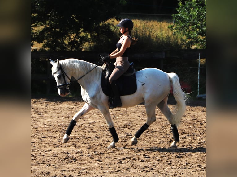 Andalou Croisé Hongre 11 Ans 152 cm Gris in Uelsen