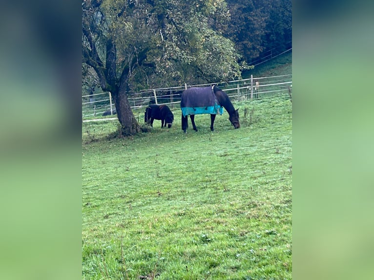 Andalou Hongre 11 Ans 155 cm Bai brun in Schopfheim