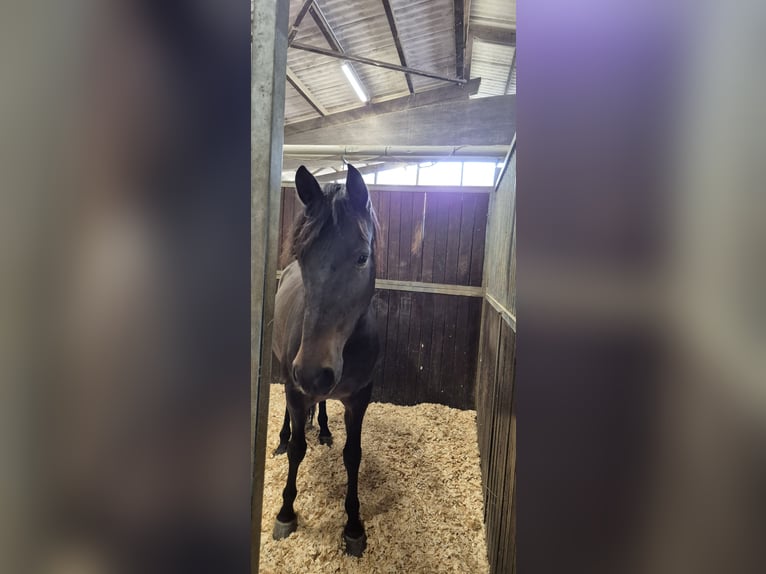 Andalou Hongre 11 Ans 155 cm Bai brun in Schopfheim