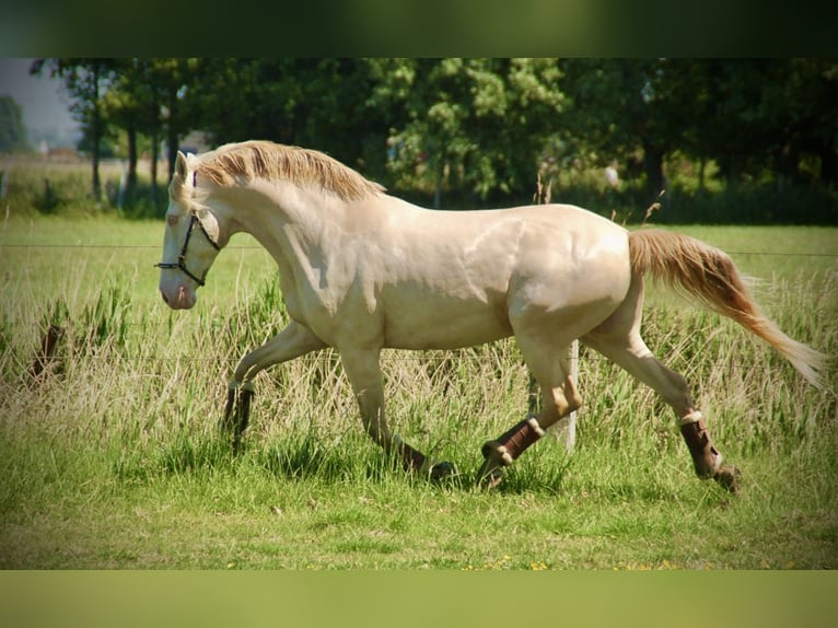 Andalou Croisé Hongre 11 Ans 155 cm Perlino in Bredene