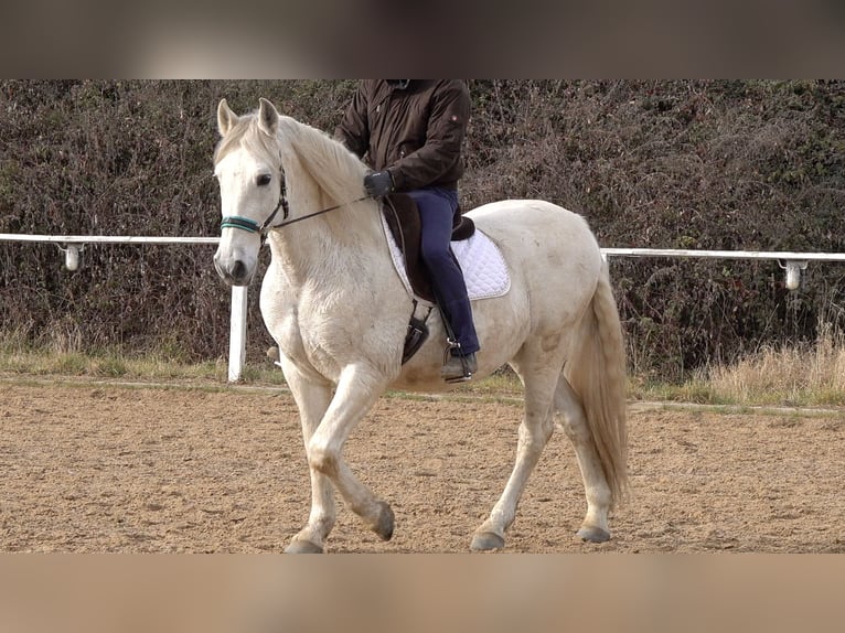 Andalou Croisé Hongre 11 Ans 156 cm Gris in Rot an der Rot