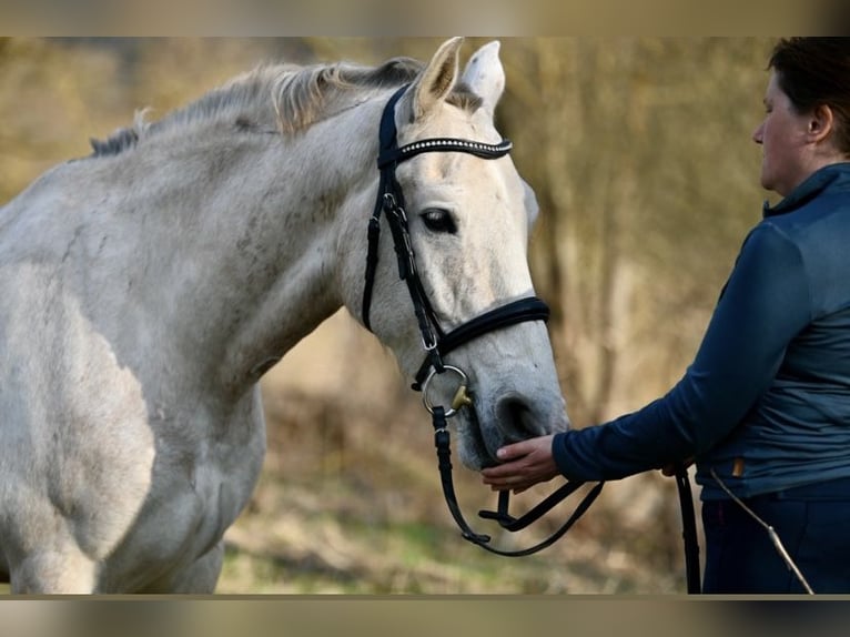 Andalou Croisé Hongre 11 Ans 160 cm Gris in AschbachReipoltskirchen