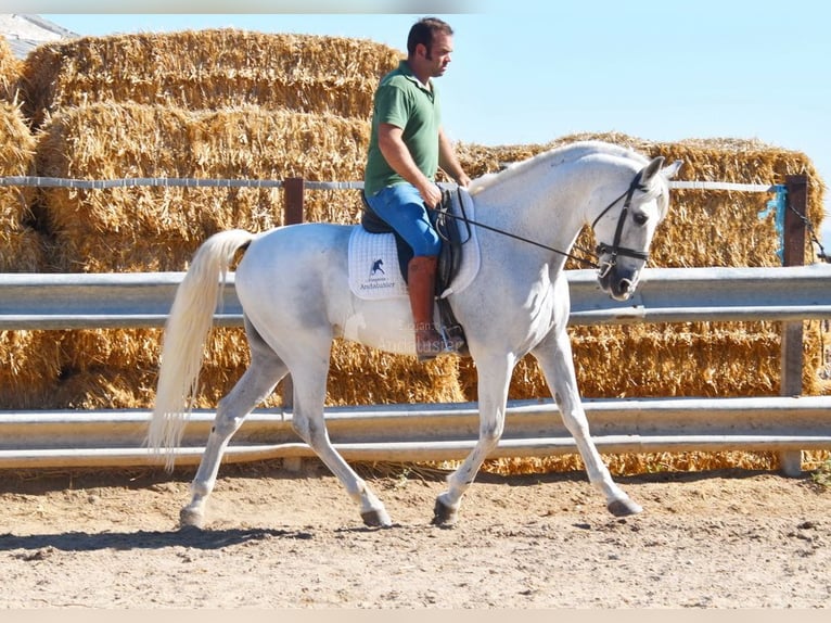 Andalou Hongre 11 Ans 161 cm Gris in Provinz Cordoba