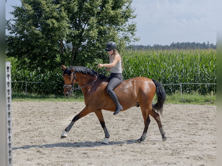 Andalou Hongre 11 Ans 163 cm Bai in Pittenhart