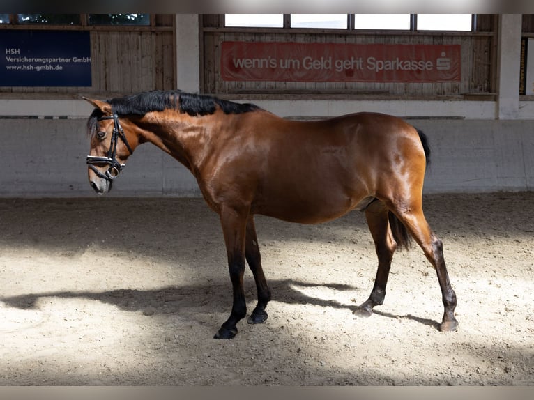 Andalou Hongre 11 Ans 163 cm Bai in Pittenhart