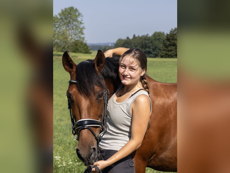 Andalou Hongre 11 Ans 163 cm Bai in Pittenhart