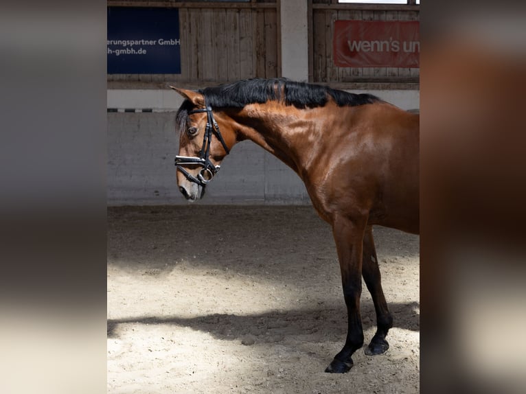 Andalou Hongre 11 Ans 163 cm Bai in Pittenhart