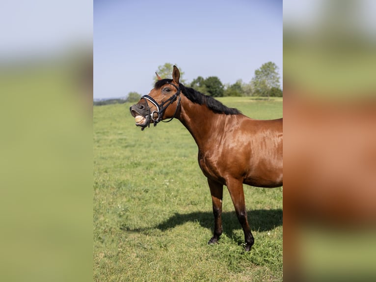 Andalou Hongre 11 Ans 163 cm Bai in Pittenhart