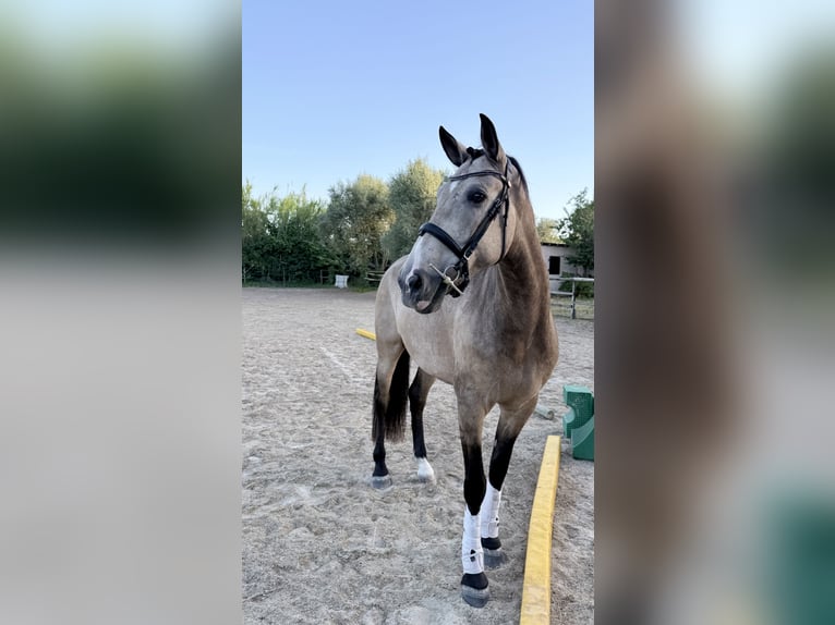 Andalou Hongre 11 Ans 163 cm Isabelle in Lunel-Viel
