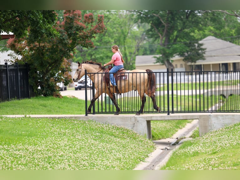 Andalou Hongre 12 Ans 142 cm Buckskin in Forney