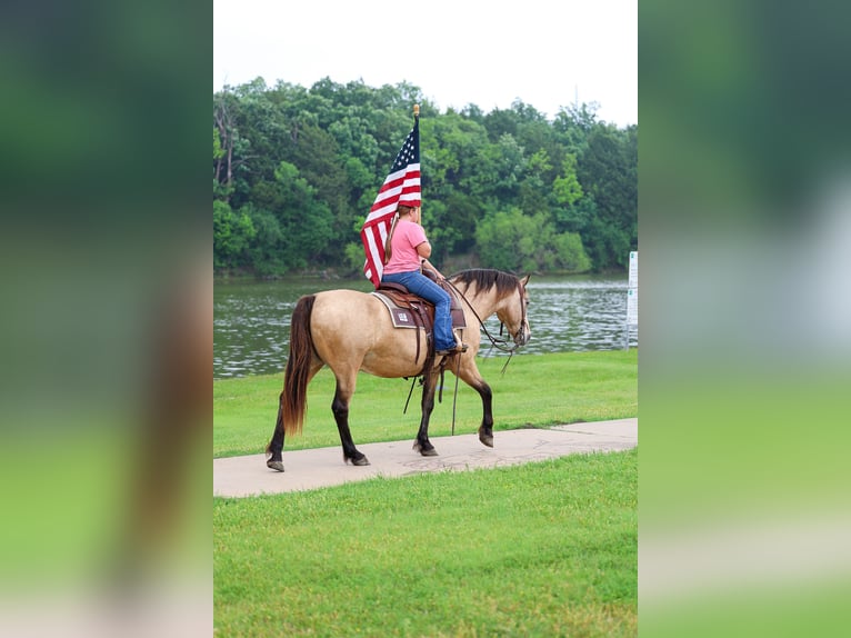Andalou Hongre 12 Ans 142 cm Buckskin in Forney