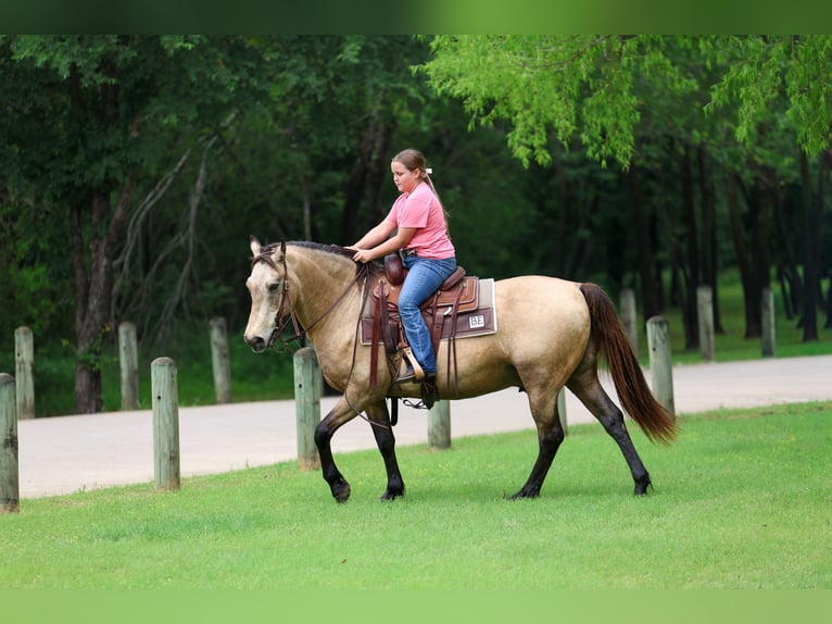 Andalou Hongre 12 Ans 142 cm Buckskin in Forney