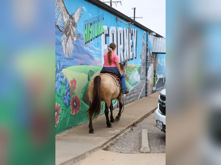 Andalou Hongre 12 Ans 142 cm Buckskin in Forney