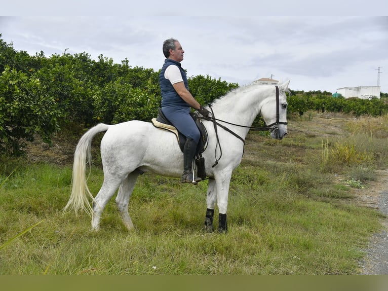 Andalou Hongre 12 Ans 160 cm Gris in Galaroza (Huelva)