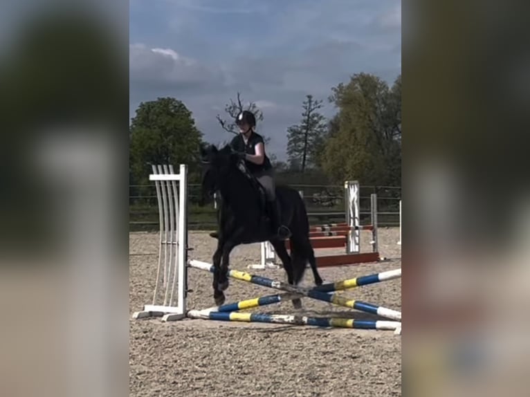 Andalou Hongre 12 Ans 162 cm Noir in Mosen