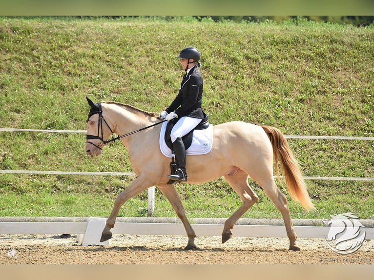 Andalou Hongre 12 Ans 165 cm Cremello in Ried am Riederberg