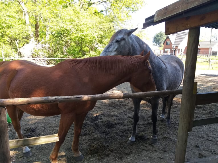 Andalou Hongre 12 Ans 175 cm Blanc in Mol