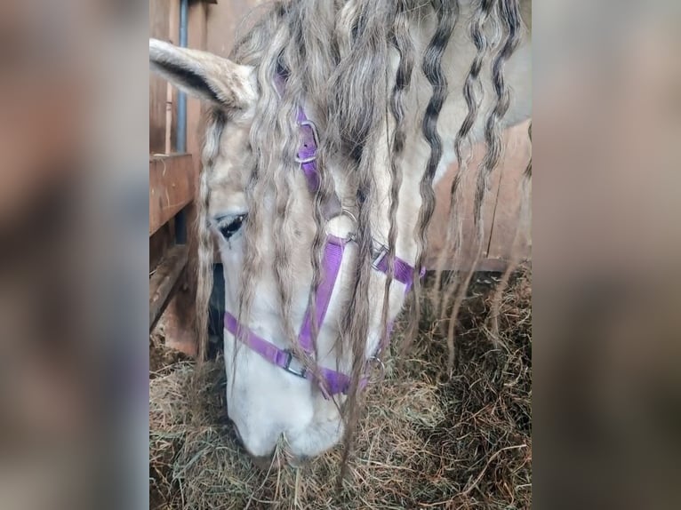 Andalou Hongre 12 Ans 175 cm Gris in Westerlo