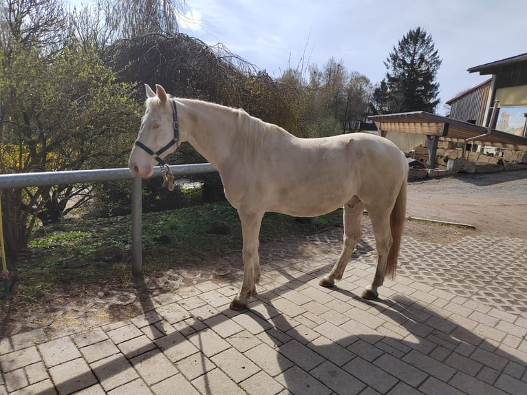 Andalou Hongre 13 Ans 154 cm Cremello in Brennberg