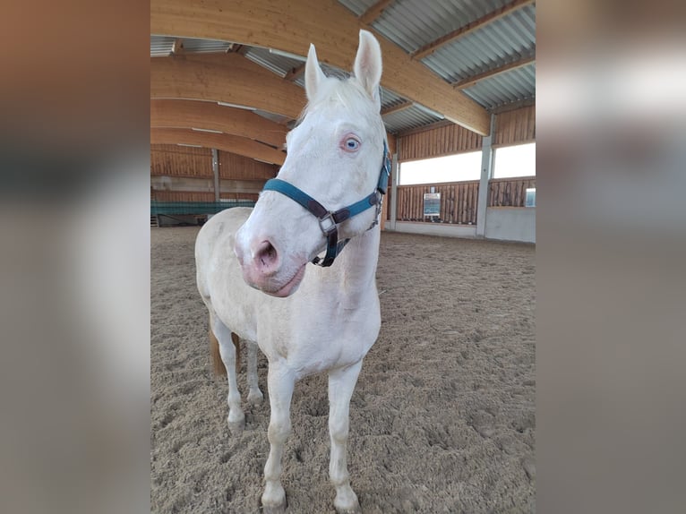 Andalou Hongre 13 Ans 154 cm Cremello in Brennberg