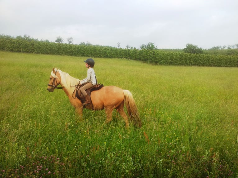 Andalou Hongre 13 Ans 155 cm Palomino in Müllheim