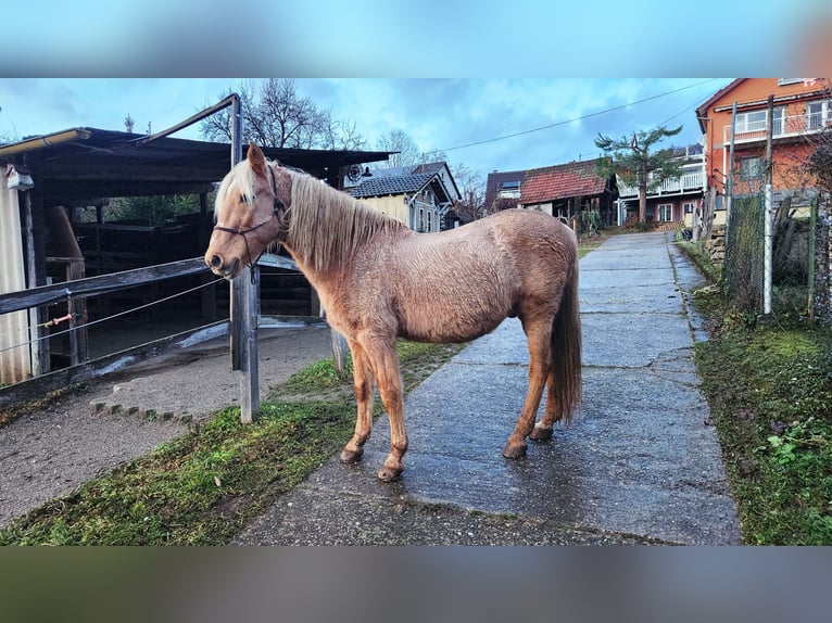 Andalou Hongre 13 Ans 155 cm Palomino in Müllheim