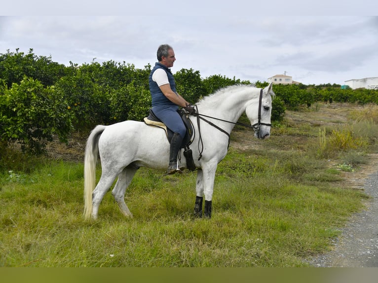 Andalou Hongre 13 Ans 160 cm Gris in Galaroza (Huelva)