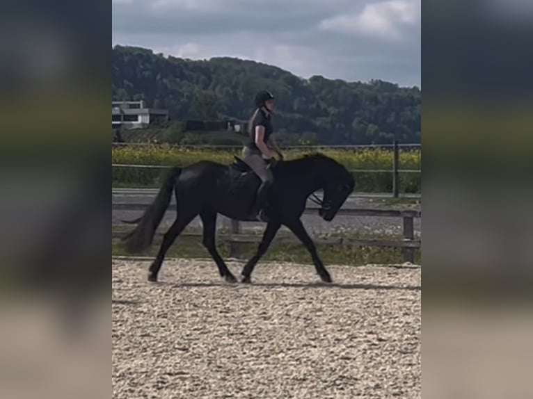 Andalou Hongre 13 Ans 162 cm Noir in Ermensee